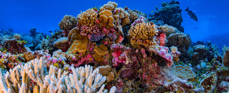 allen coral atlas coral reefs