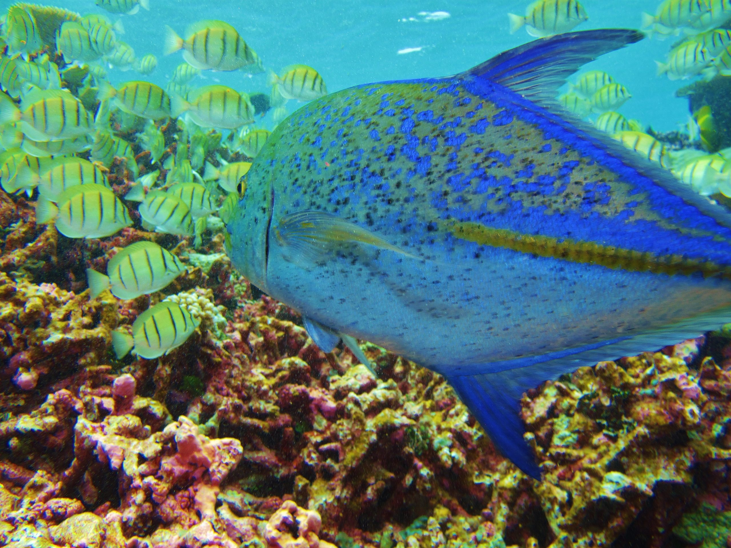 Blue trevally attacking surgeonfish off Palmyra Atoll