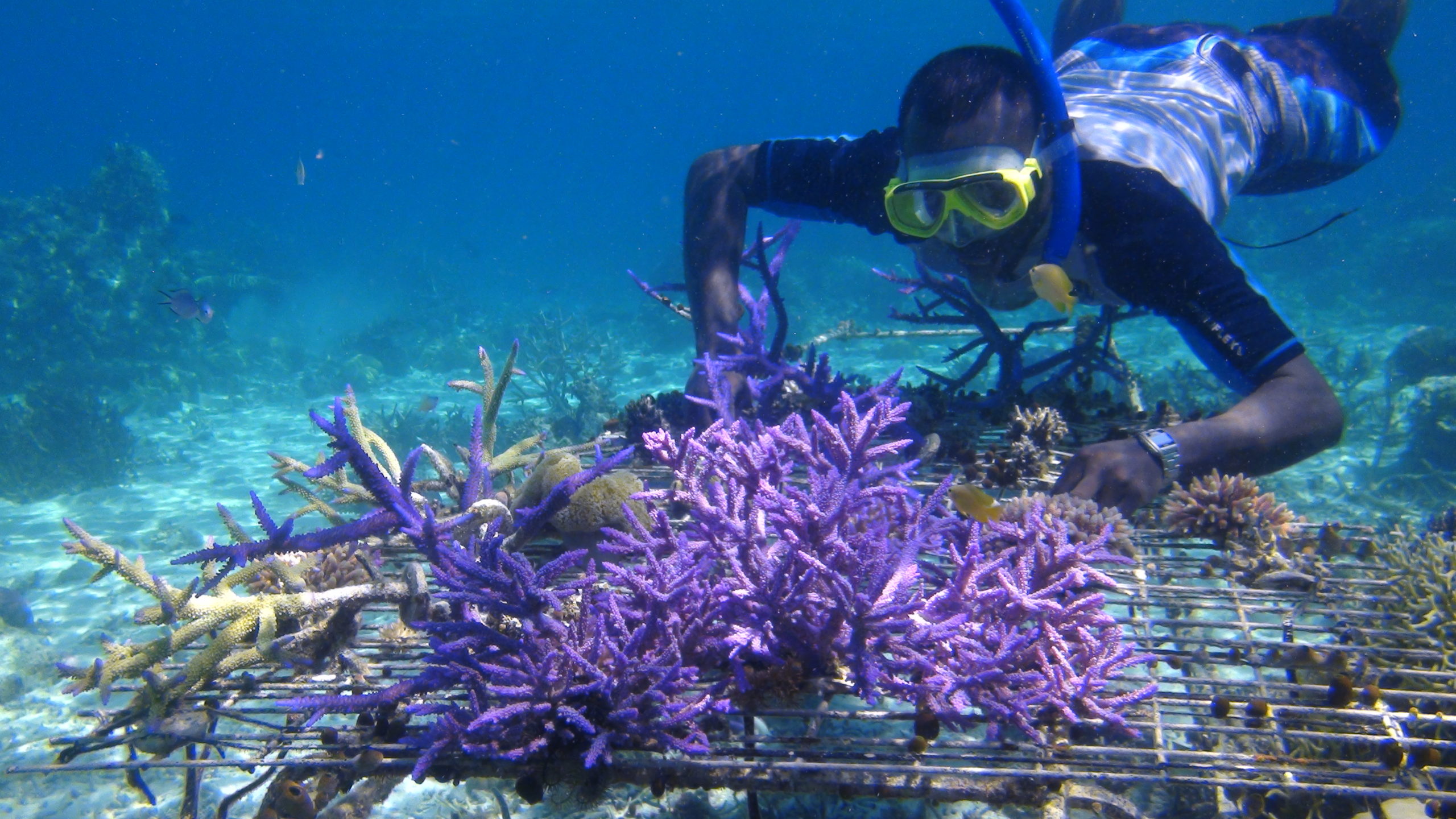 Approaches to Coral Reef Conservation - Coral Reef Alliance