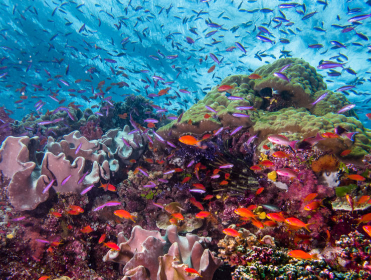 healthy reef with lots of fish in Fiji