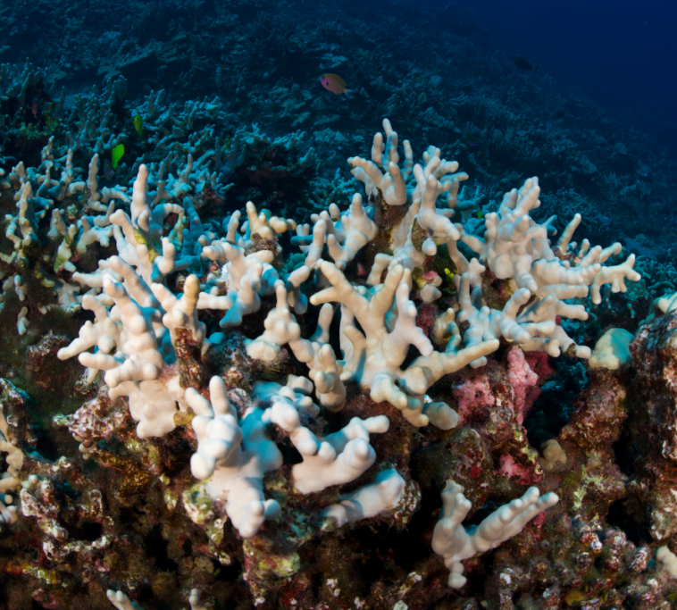 Reef Response  Coral Impacts