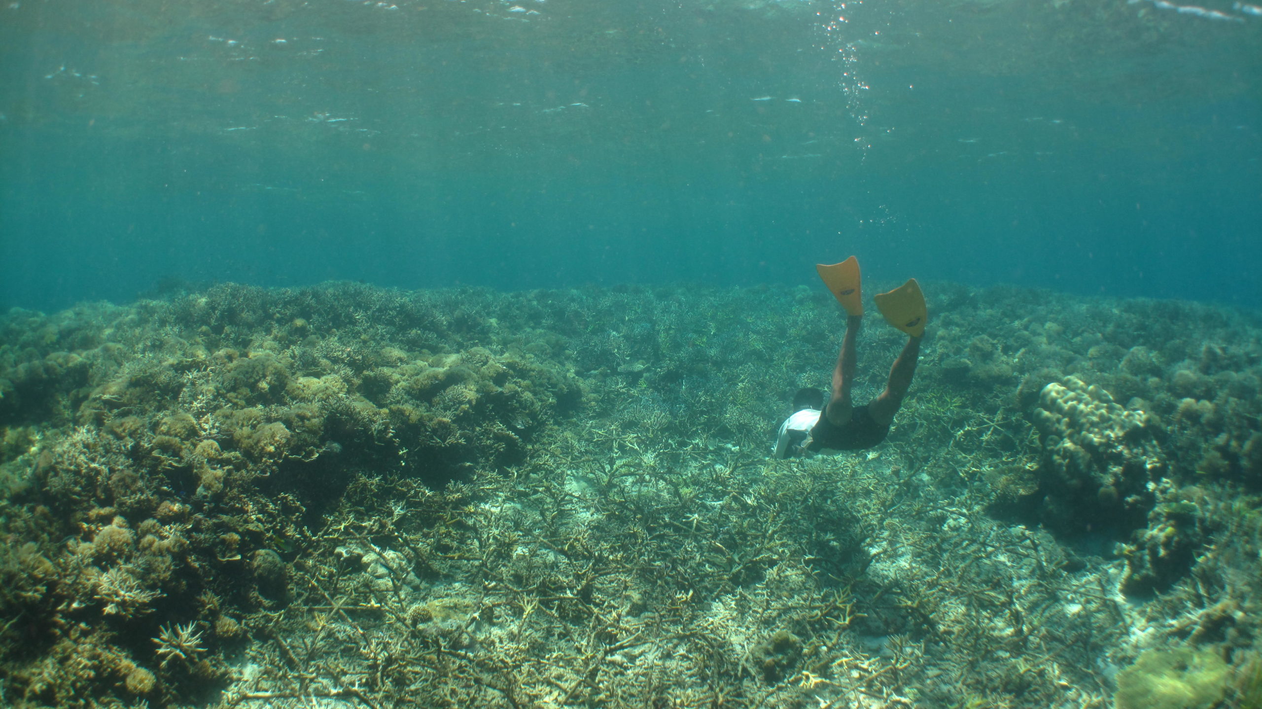 Photo of Pak Eka from Les Village, north Bali snorkeling in Pulau Badi to learn about how Mars Symbioscience is stabilizing and restoring coral reef damaged by bomb fishing.
