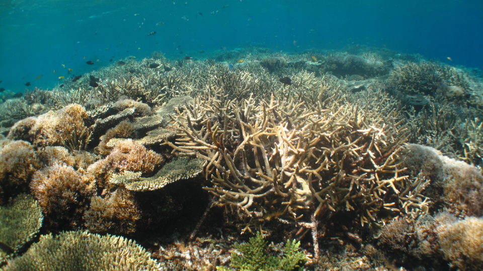 Acropora sp. coral