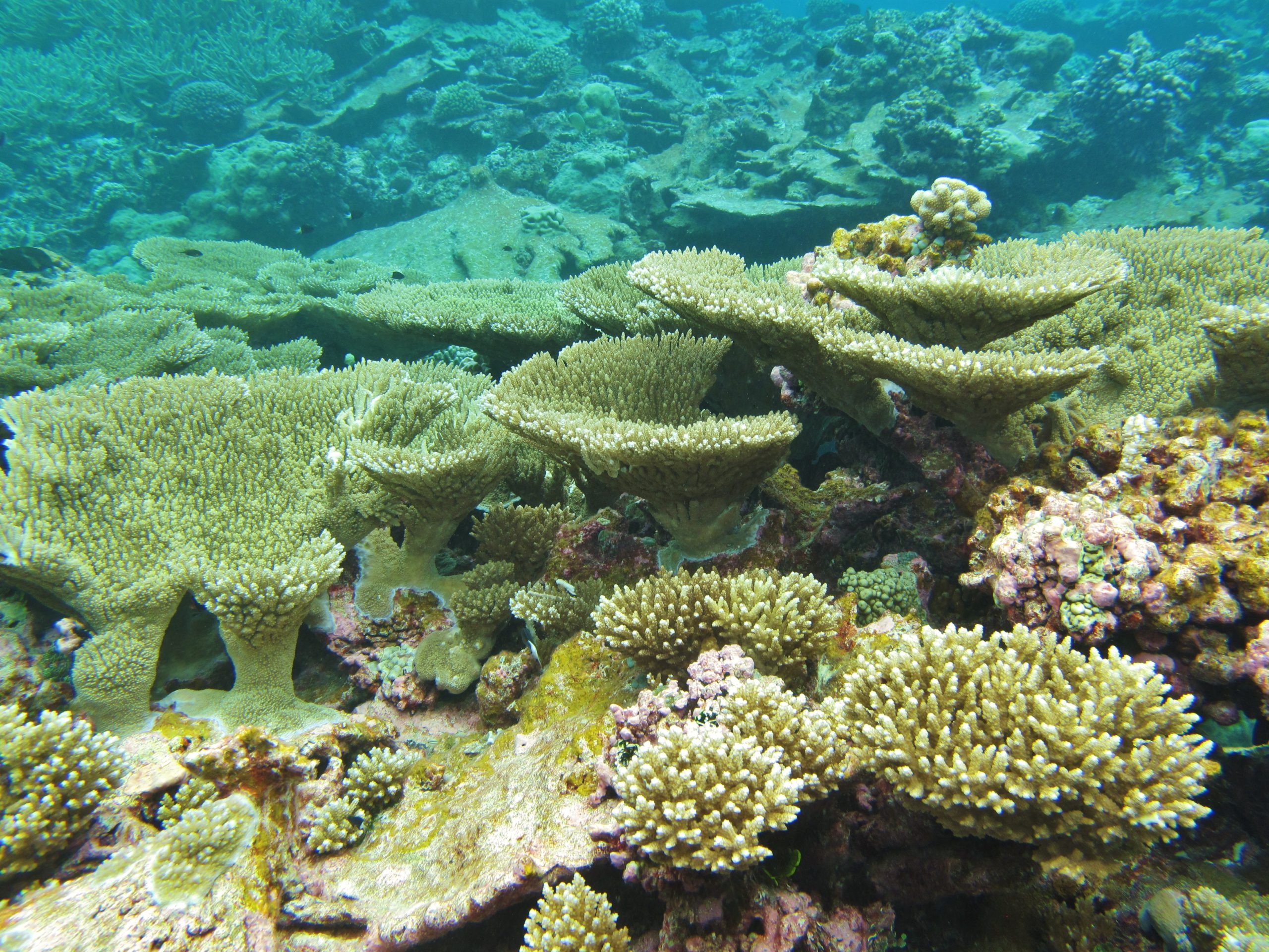 A healthy reef off Palmyra Atoll
