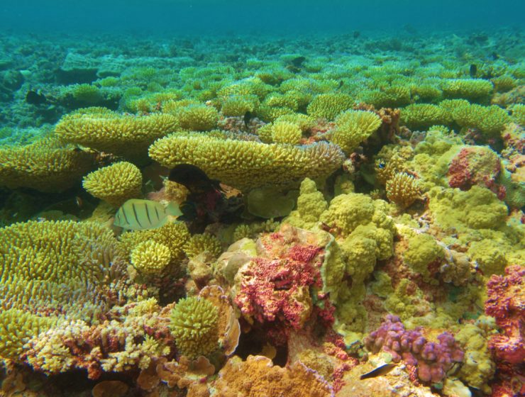 coral reef at Palmyra Atoll