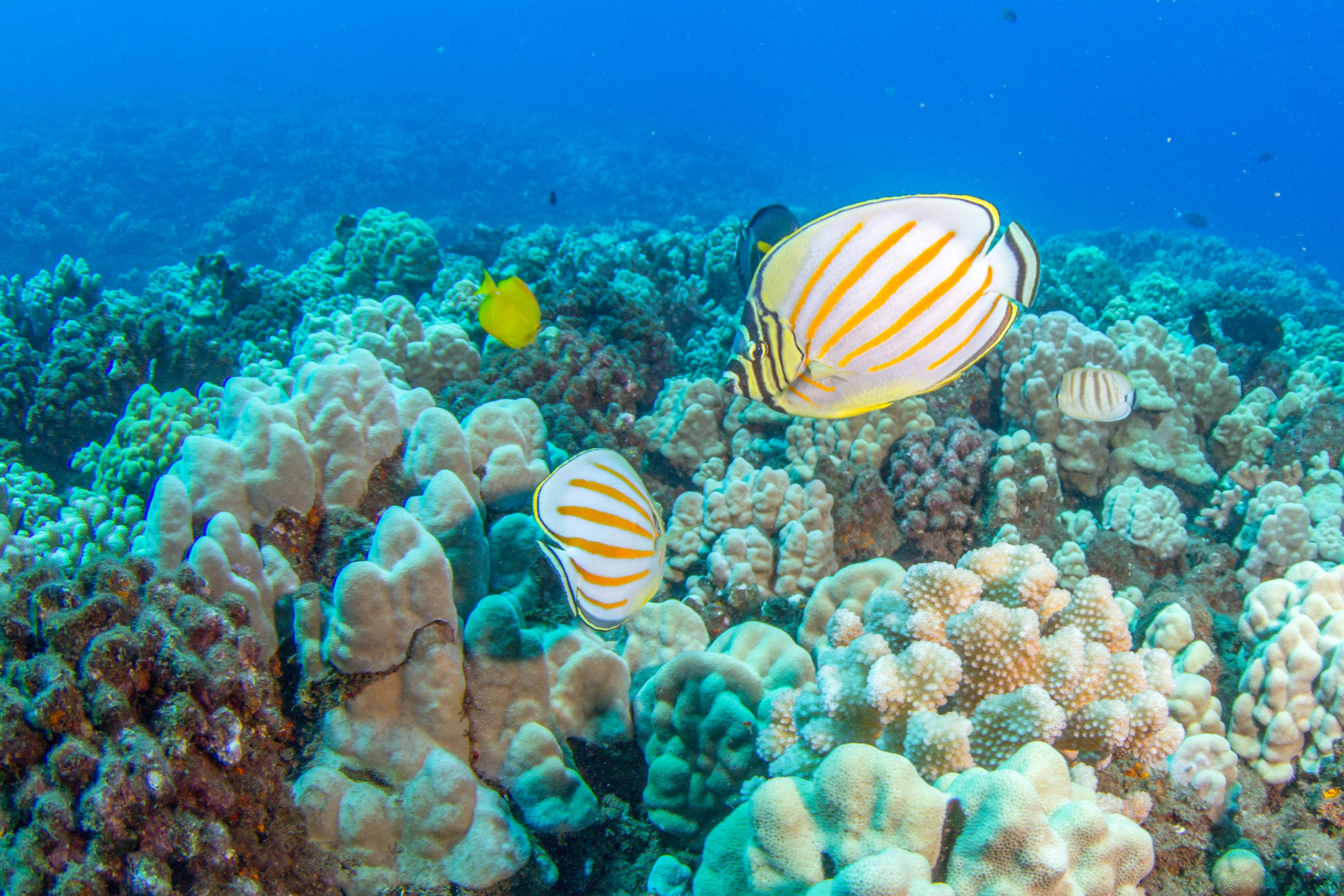 Hawaiʻs coral reefs and associated species need clean water to thrive. (Photo by Michael Webster)