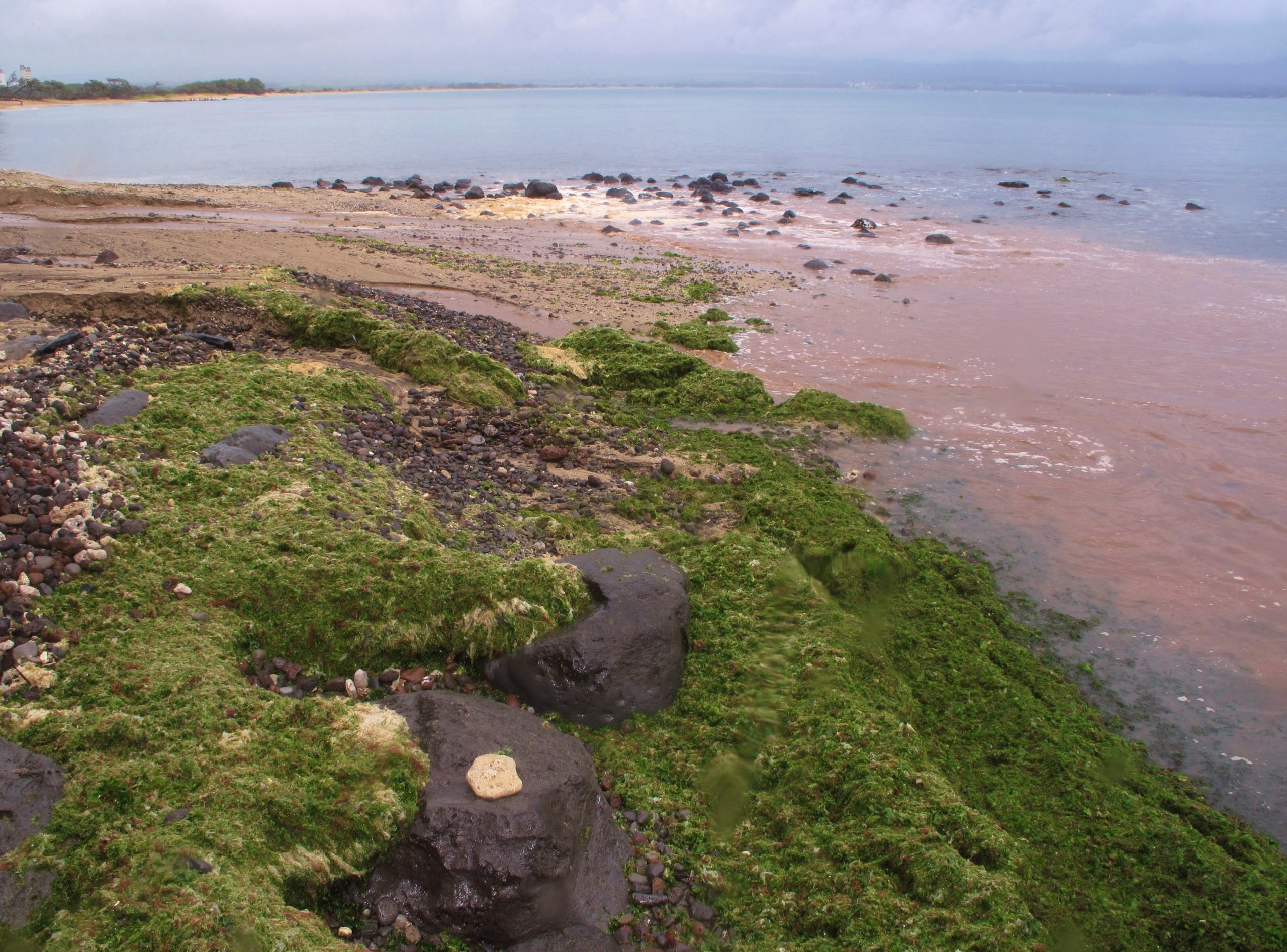 algae and sediment pollution on beach near reef Maui