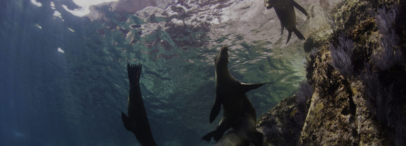 playful sea lions