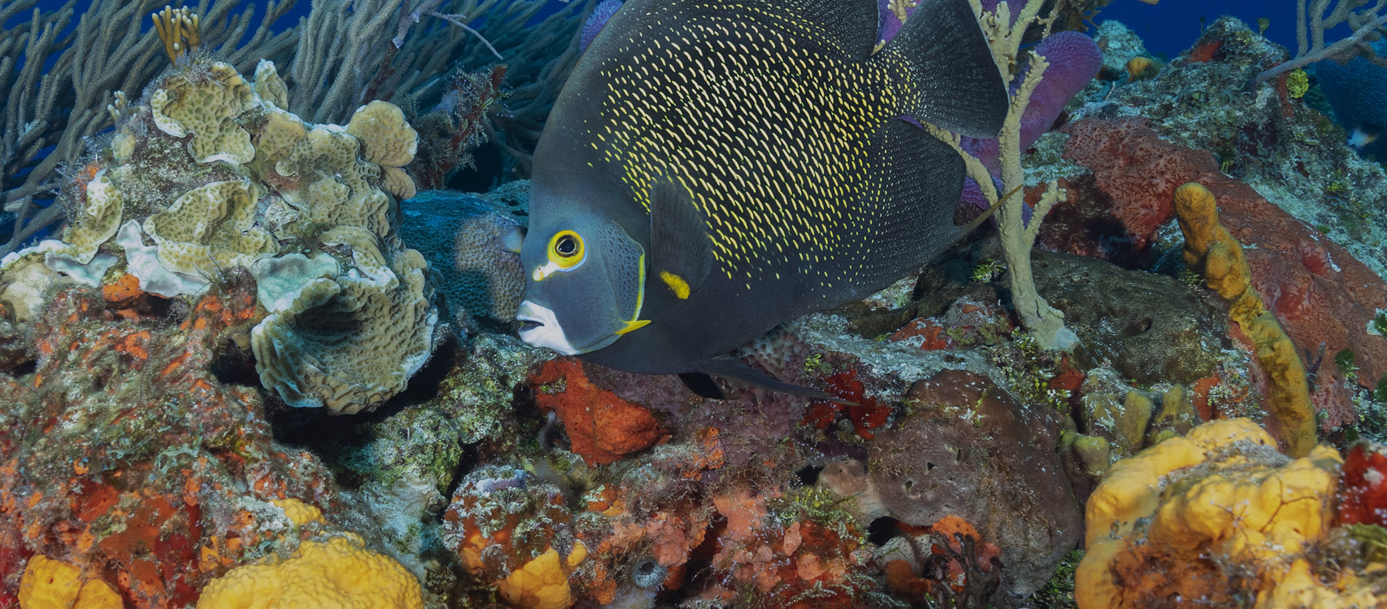 Cozumel - Coral Reef Alliance