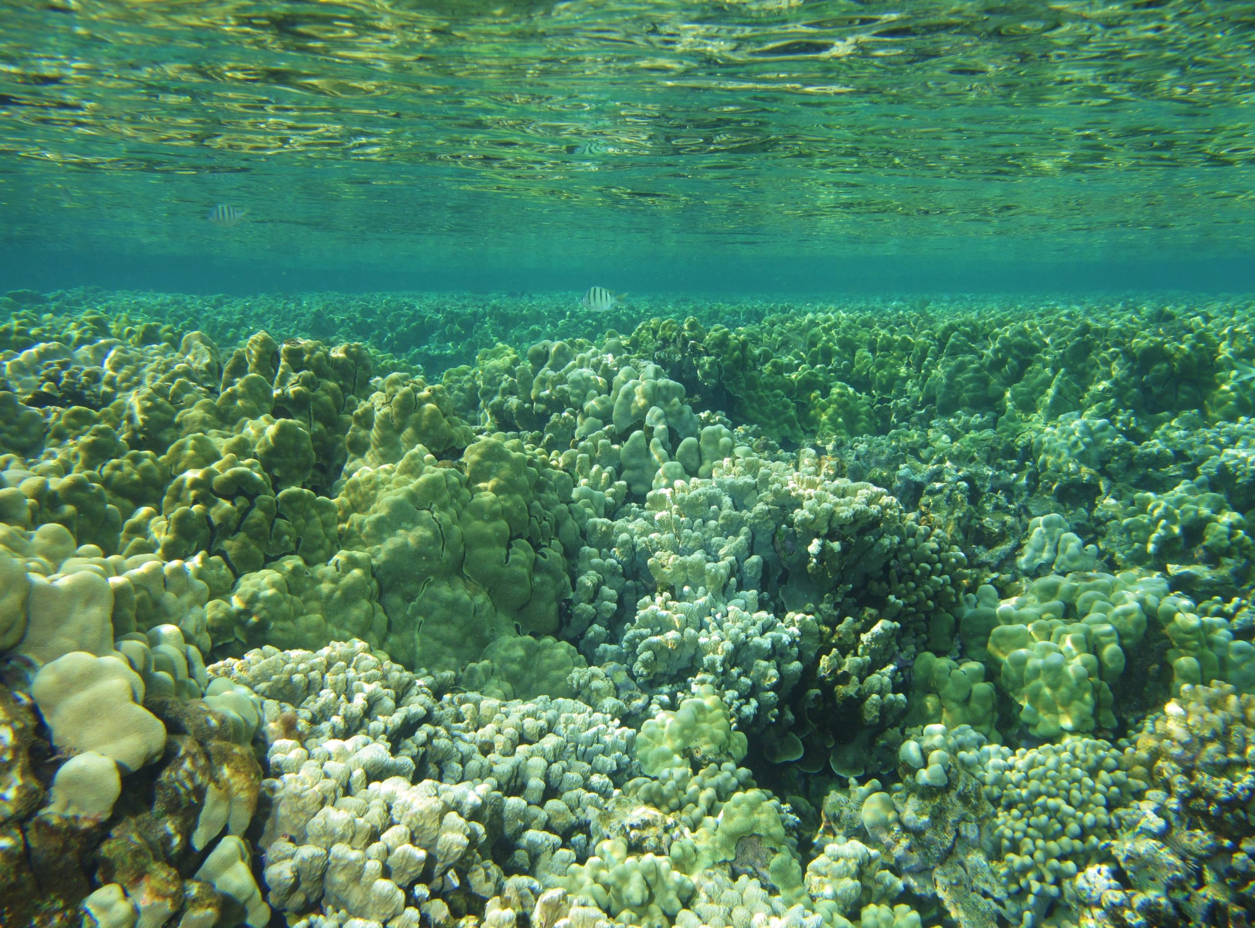Healthy reef in Maui, Hawaii
