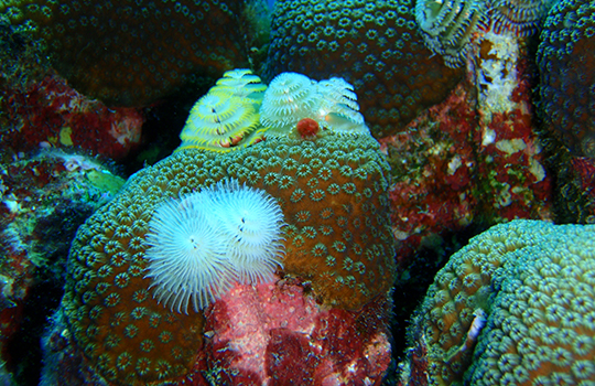 What Do Corals Reefs Need to Survive? - Coral Reef Alliance