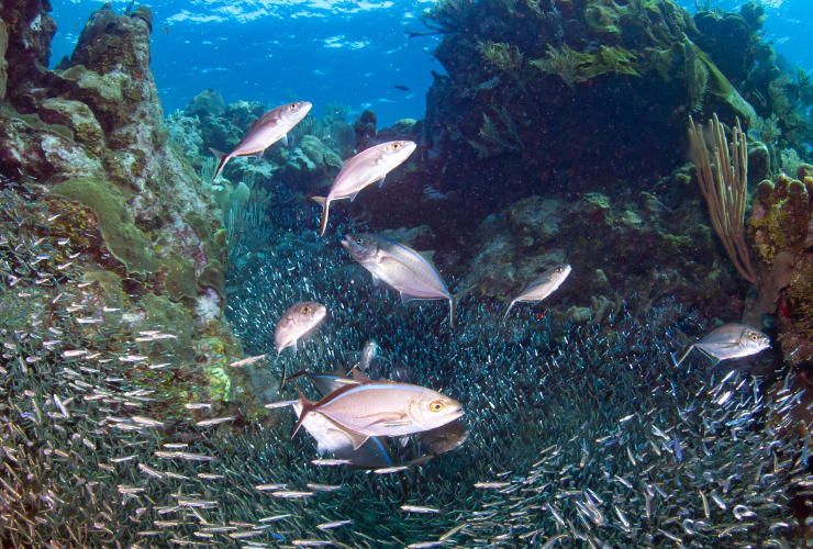 school of fish off the coast of Roatan, Honduras