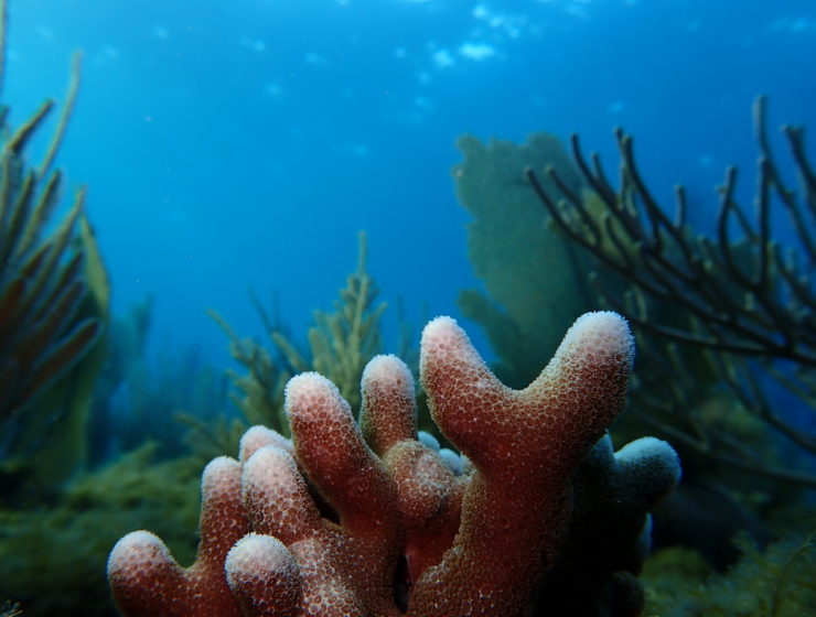 trujillo coral reefs