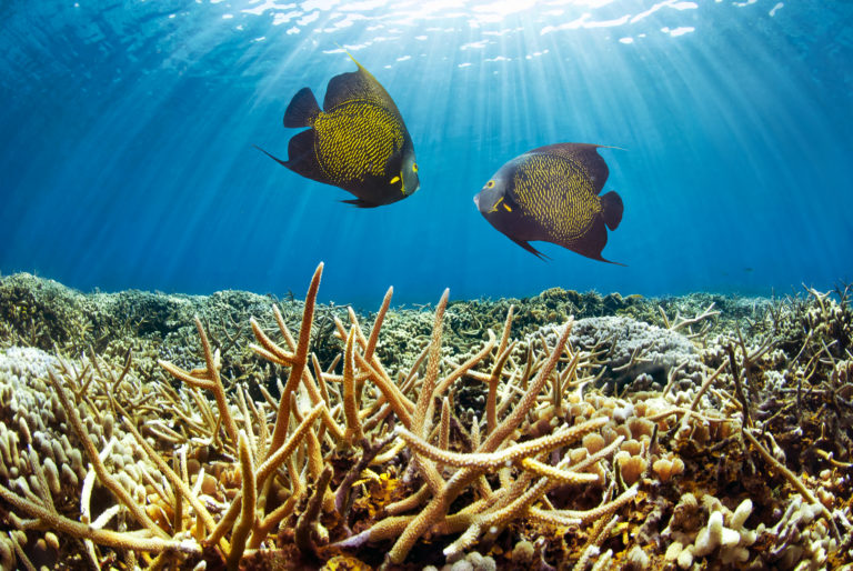 Coral Reefs Can Adapt To Climate Change - Here’s How - Coral Reef Alliance