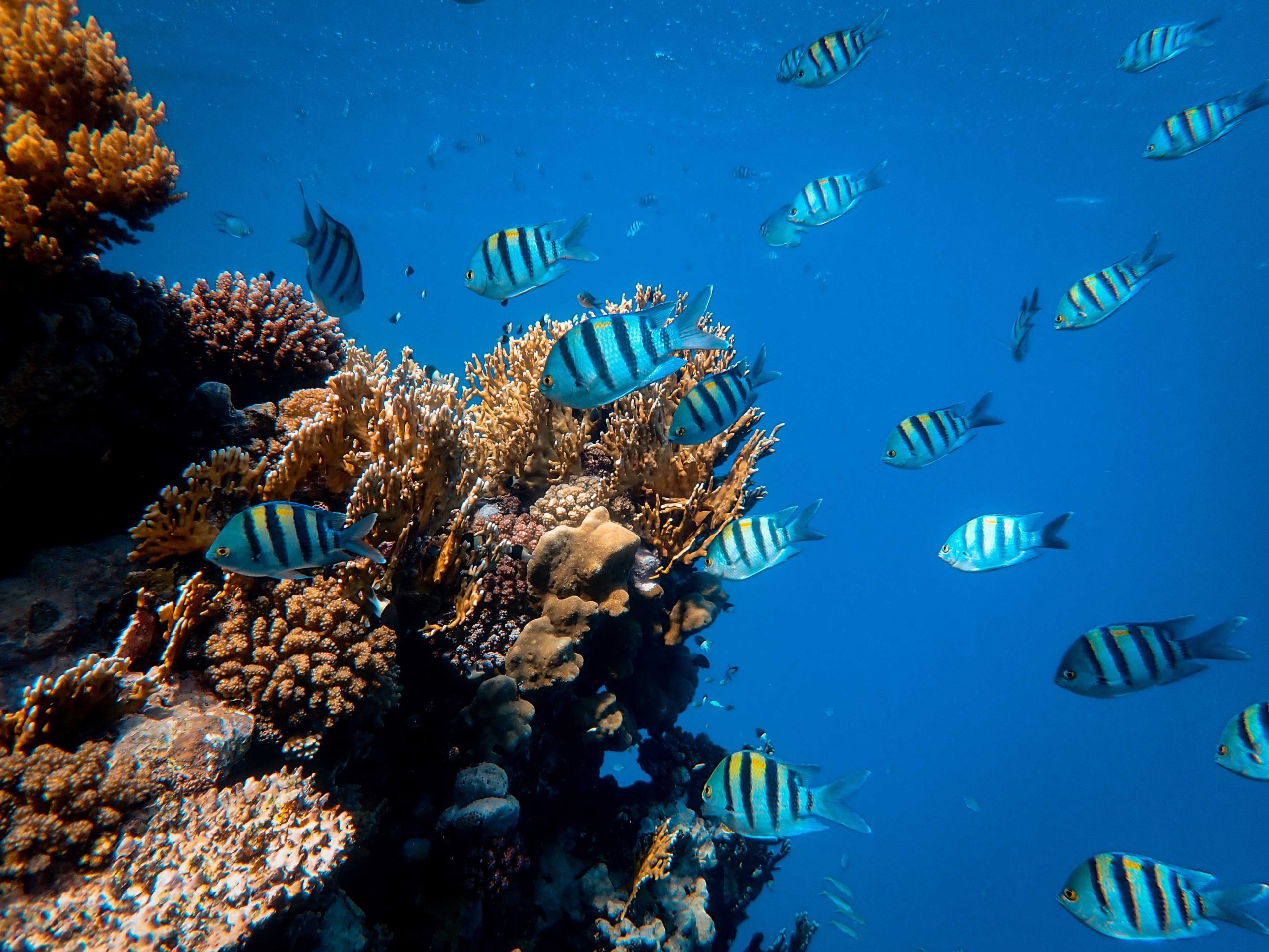 Our 2022 Impact: Protecting Coral Reefs that Can Adapt to Climate Change - Coral  Reef Alliance