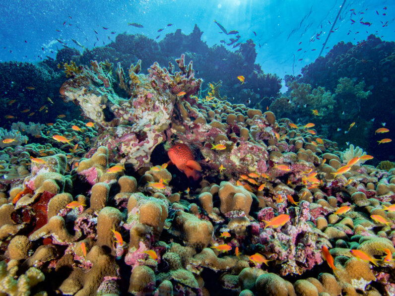 How You Can Protect Coral Reefs on Earth Day - Coral Reef Alliance