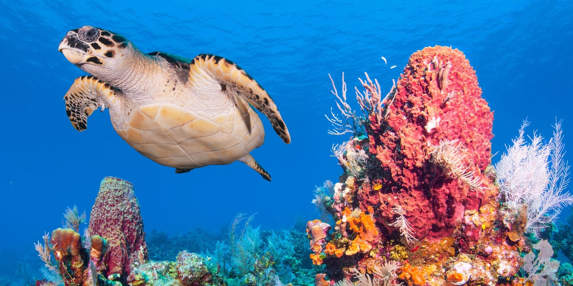 How You Can Protect Coral Reefs on Earth Day - Coral Reef Alliance