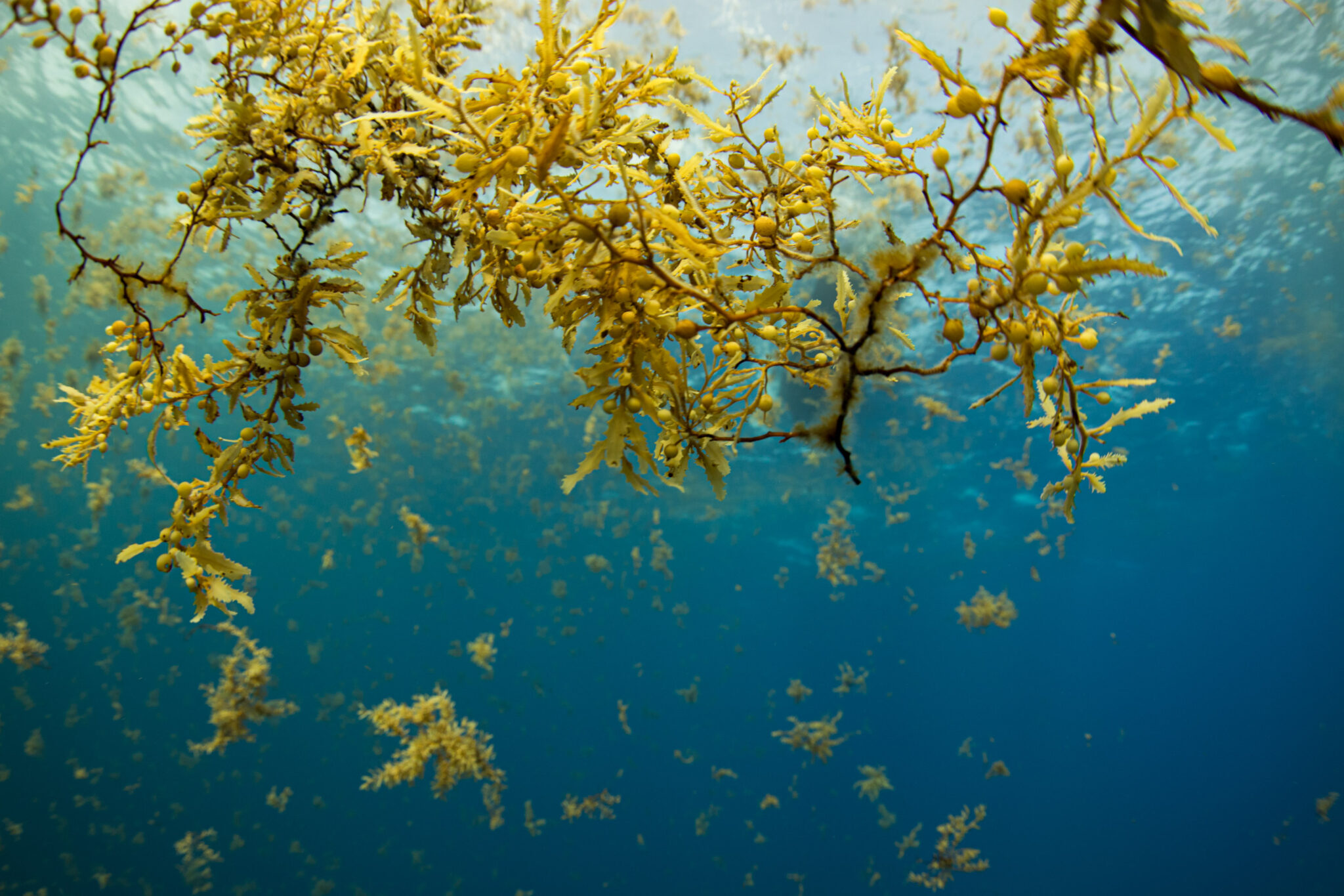 The Stench of Sargassum Season: How Seaweed is Threatening Mesoamerica ...