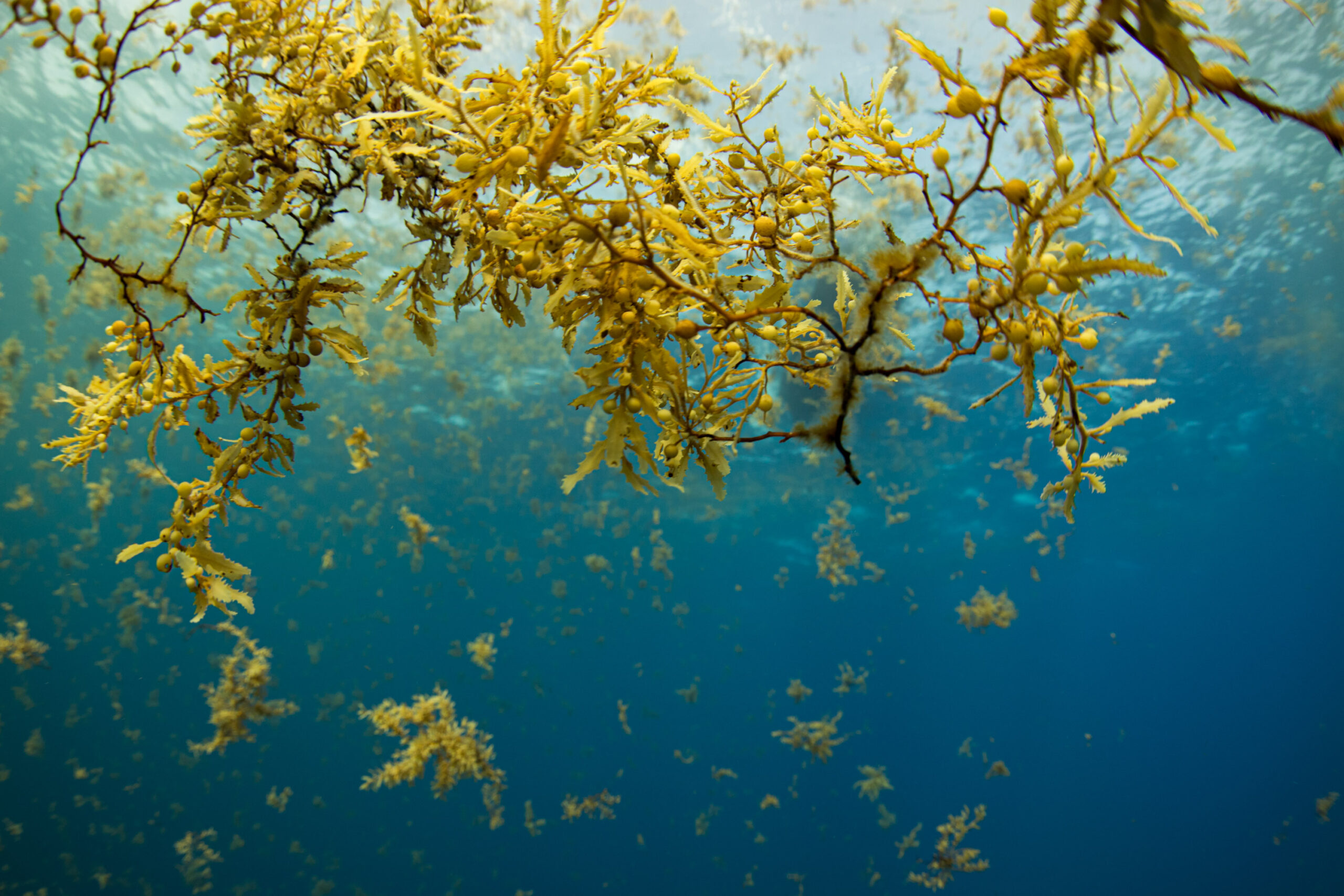 The Stench of Sargassum Season How Seaweed is Threatening Mesoamerica