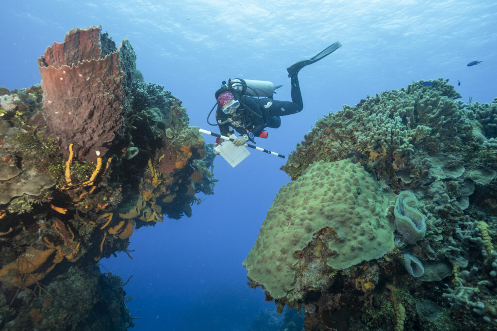 Coral Reefs Can Adapt To Climate Change - Here’s How - Coral Reef Alliance