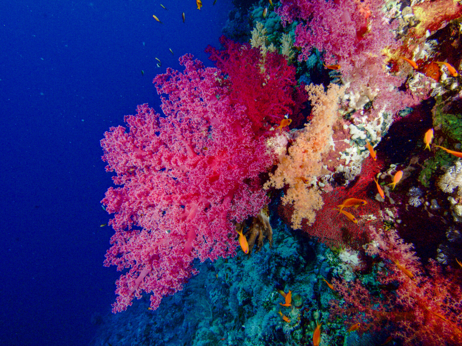 Дендронефтия коралл. Коралловые рифы красного моря. Coral Reef Alliance. Красивые кораллы.