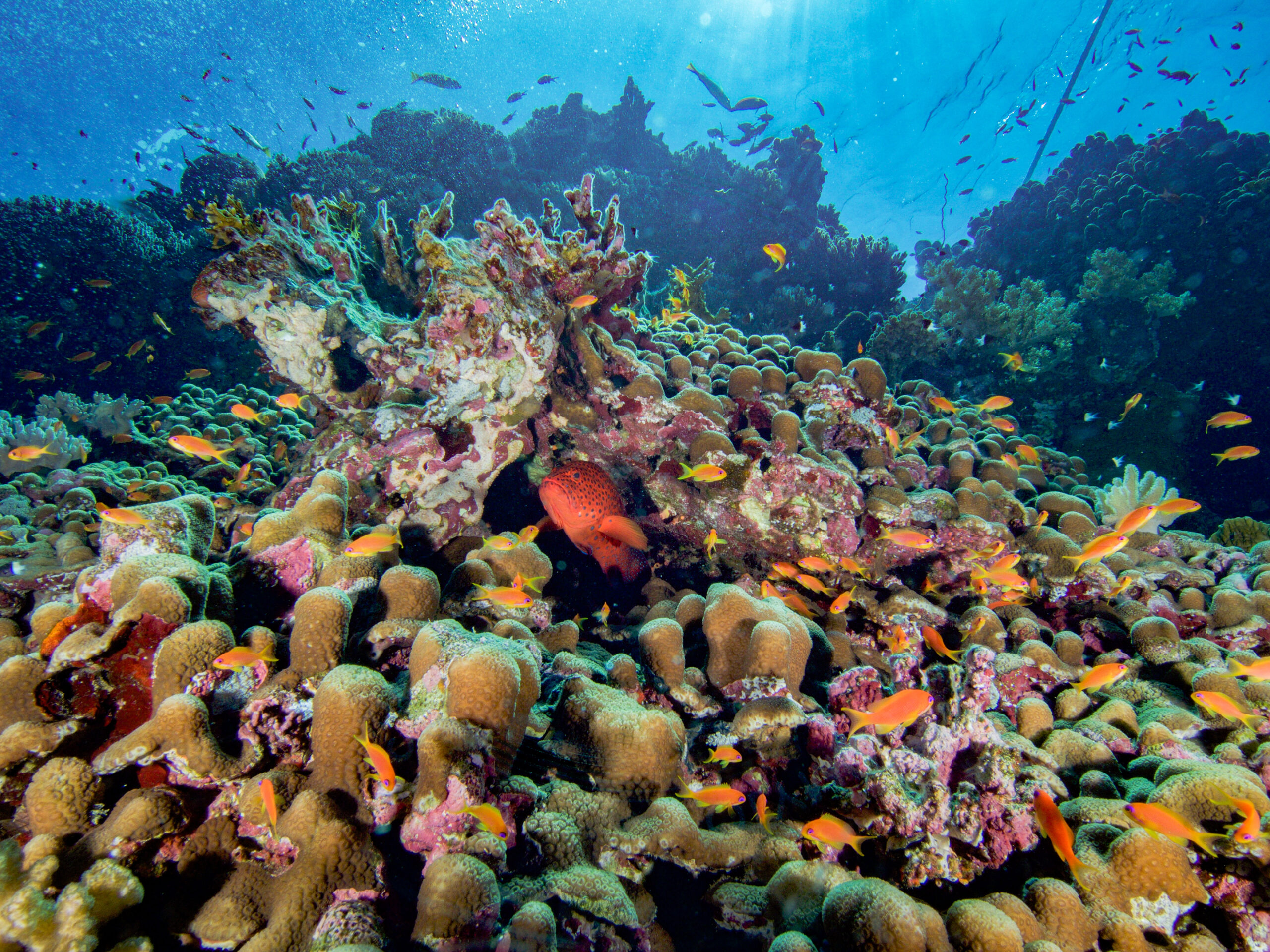 vibrant coral reef scene