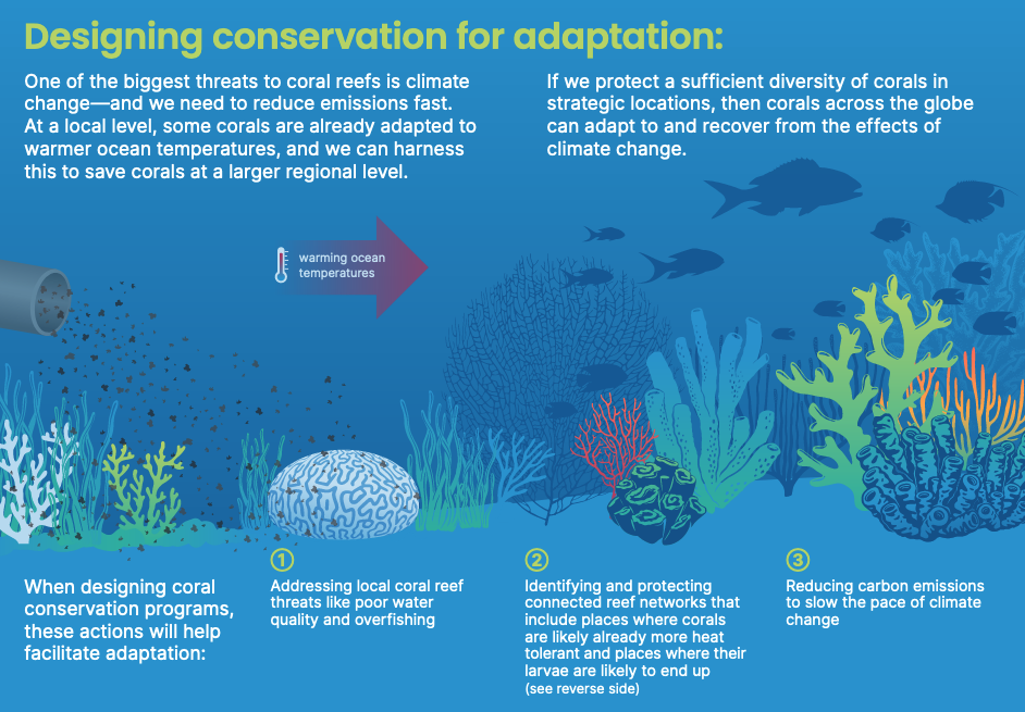Scientists Believe Evolution Could Save Coral Reefs, If We Let It ...