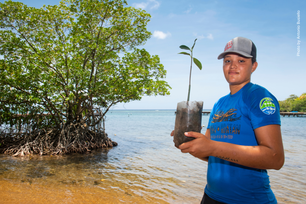Person holds a baby mangrove tree in Roatan, Honduras