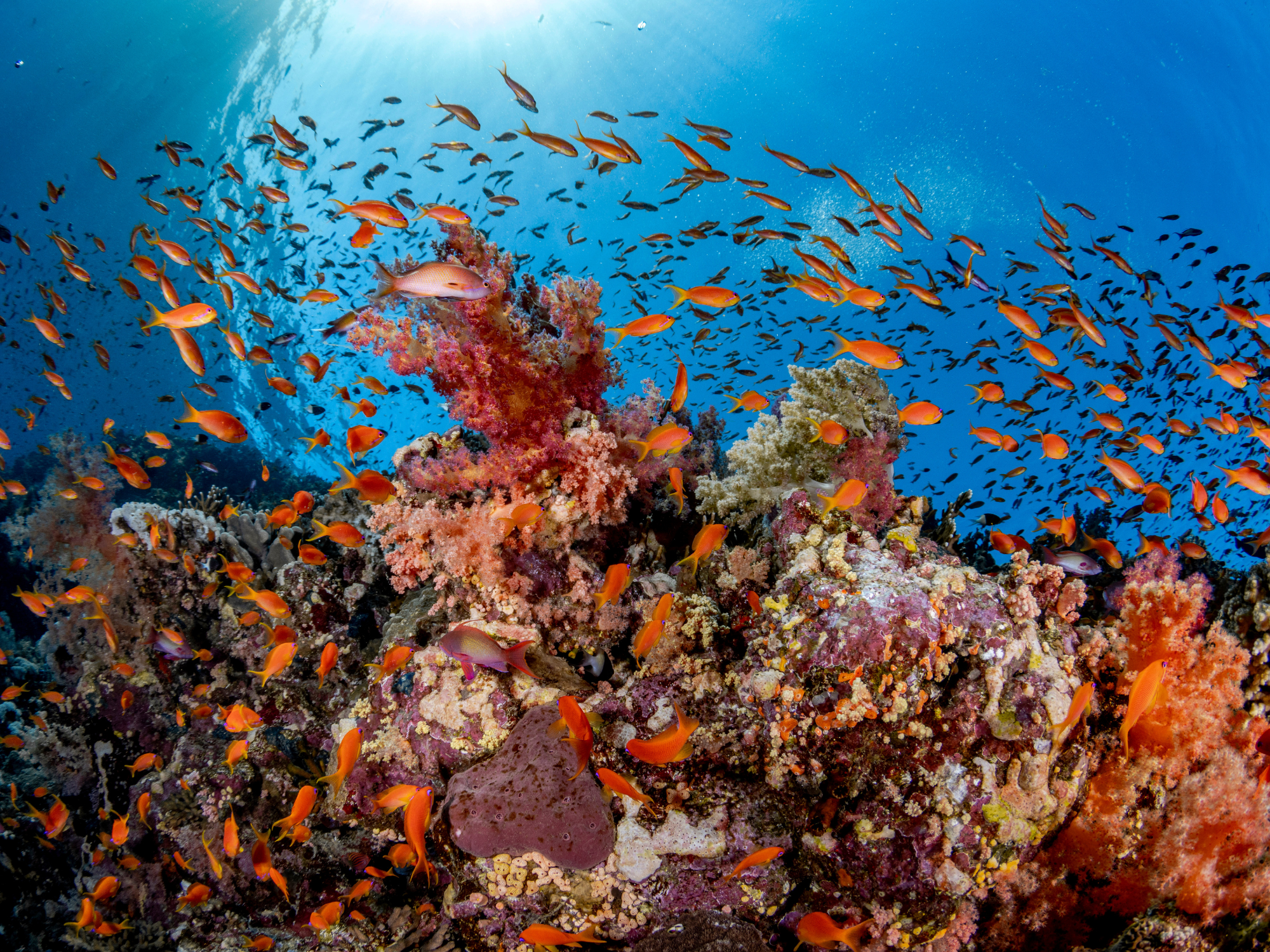 Thank You for Supporting CORAL. Here's How Your Gift Will Make an Impact in  2023 - Coral Reef Alliance