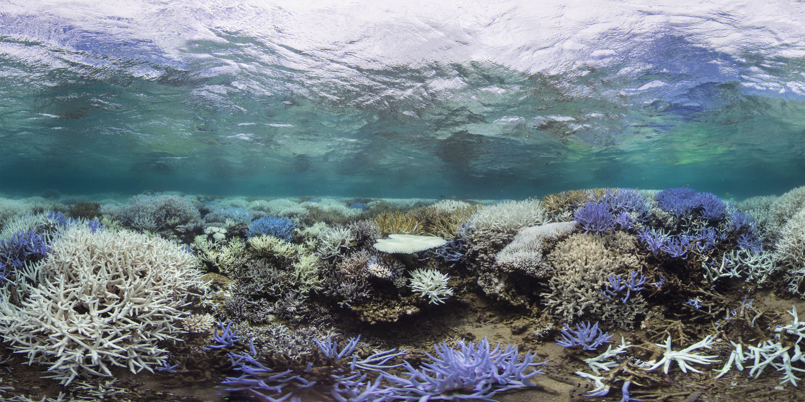 Bleached Coral Reef
