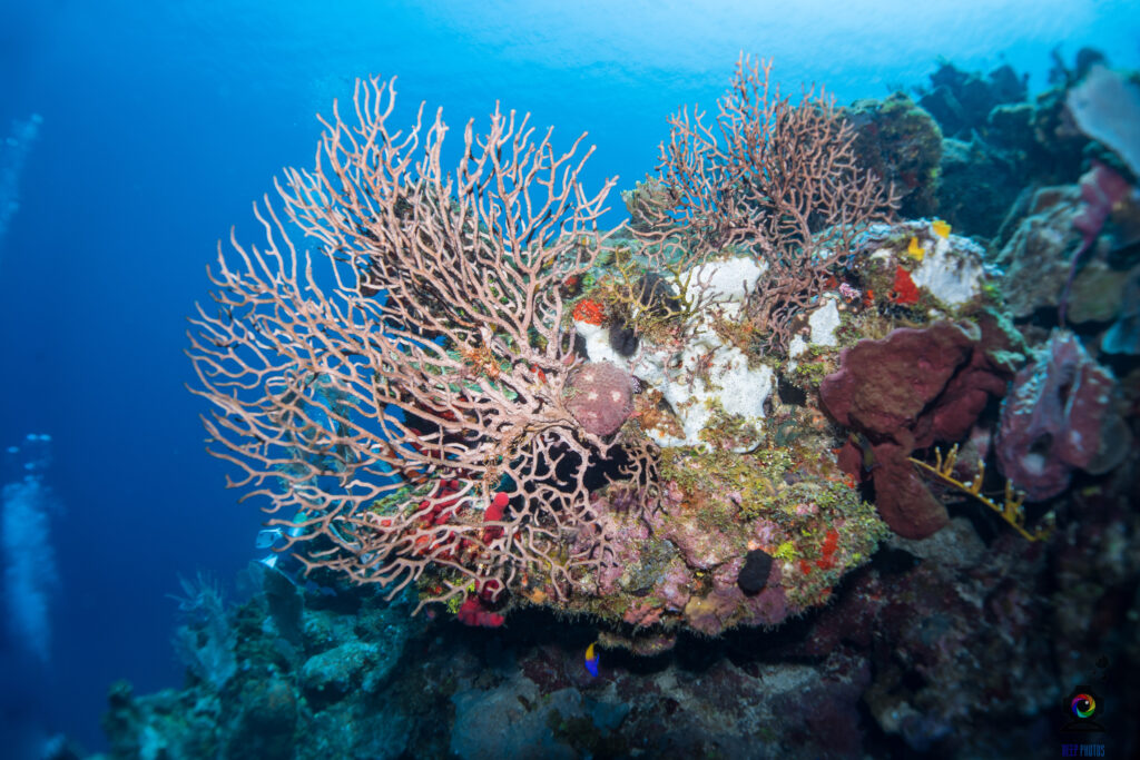 State of the Reef Address 2023: Urgent Need for Action to Protect Coral ...