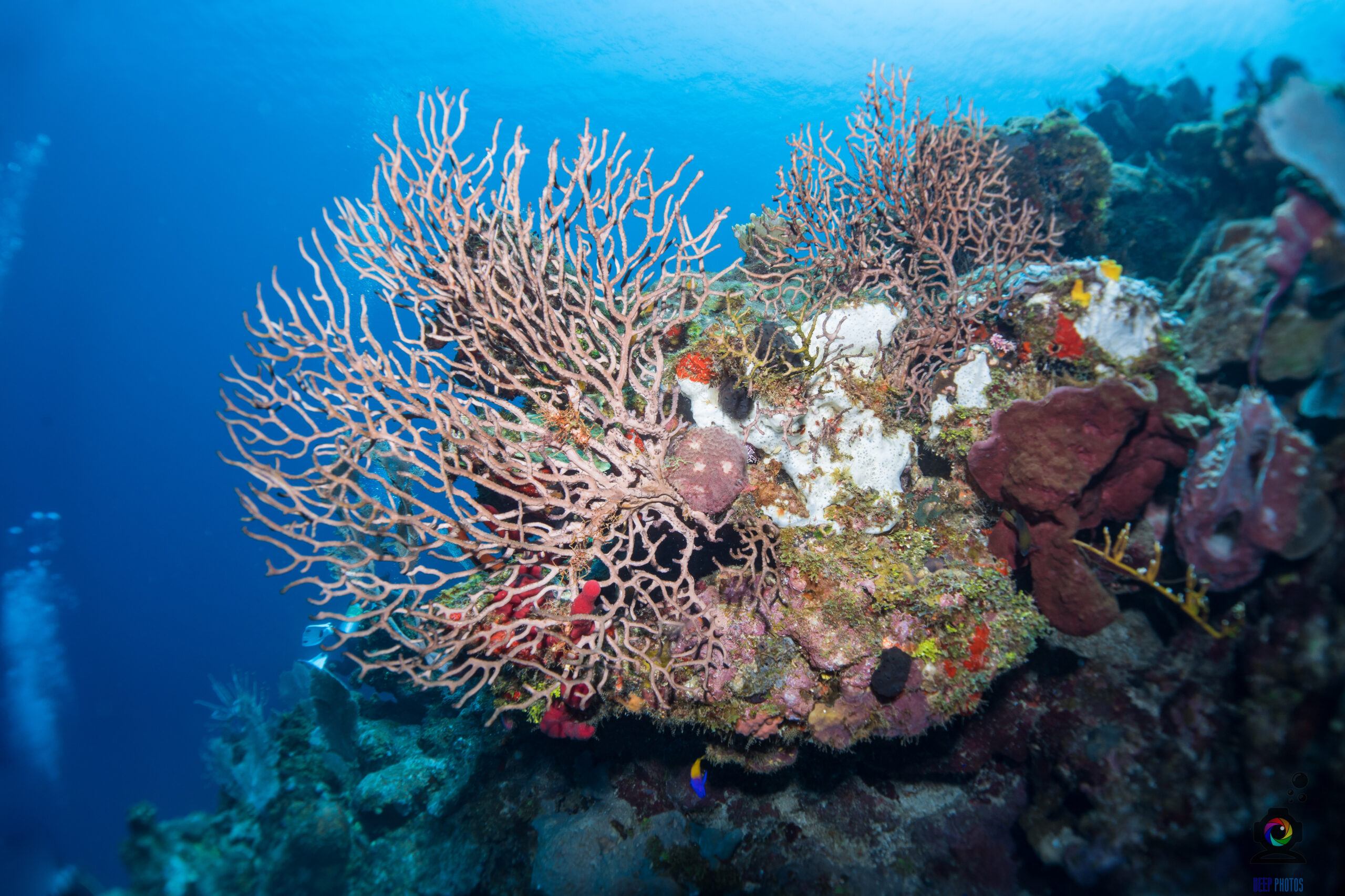 6 Reasons Coral Reefs Deserve Protection