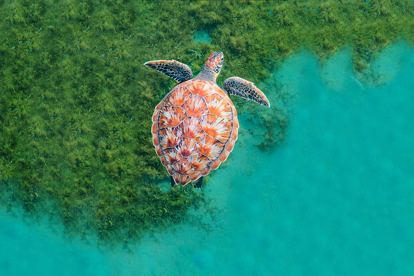 Sea turtle swimming over a field of sea grass
