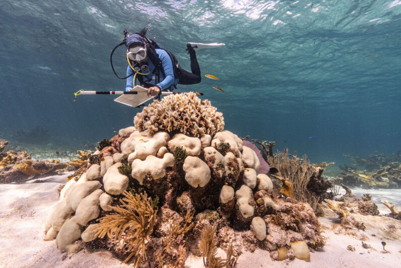 Introducing The Coral Bleaching Toolkit & Comprehensive Guide, A ...