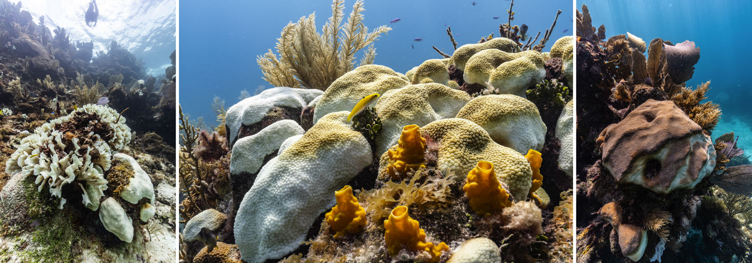 Introducing The Coral Bleaching Toolkit & Comprehensive Guide, A ...