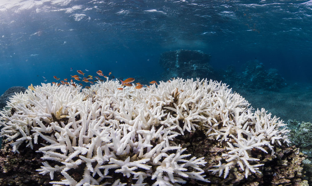 What is coral bleaching?