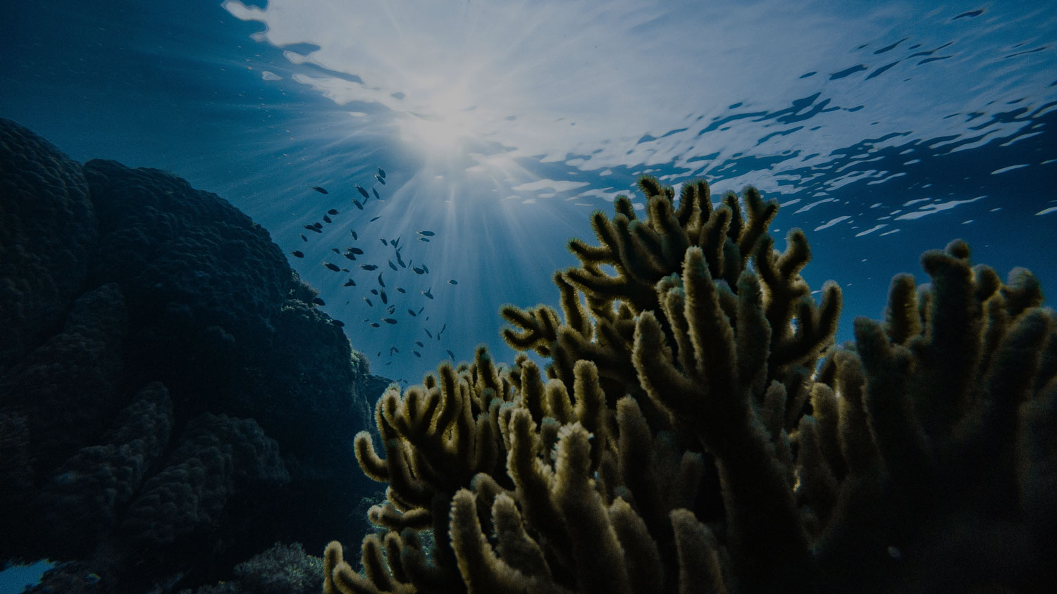 Importance of coral reefs to ecosystems: Look beyond their beauty