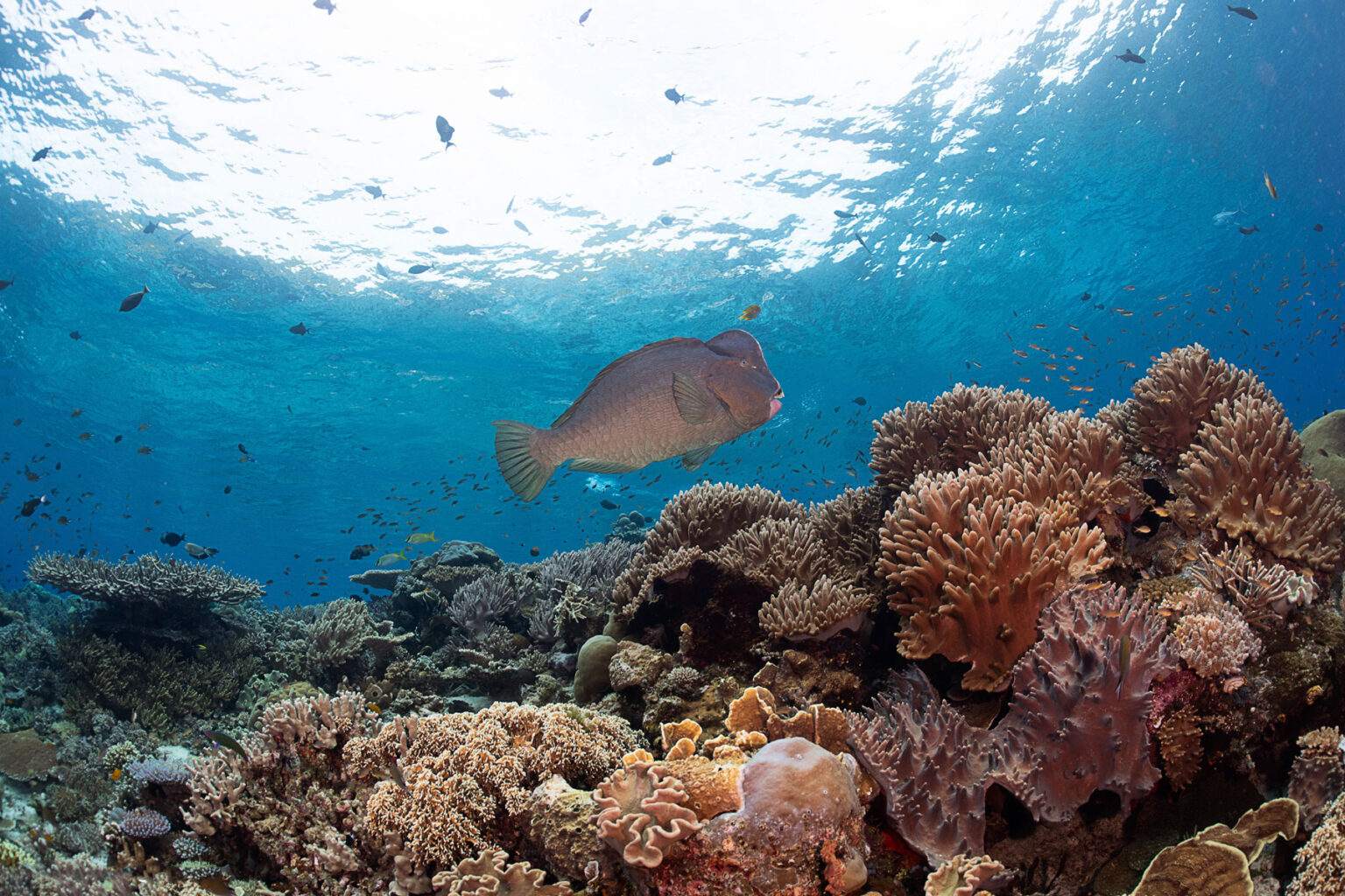 Guardians of the Reef: The Importance of Herbivore Fish in Coral Reef ...