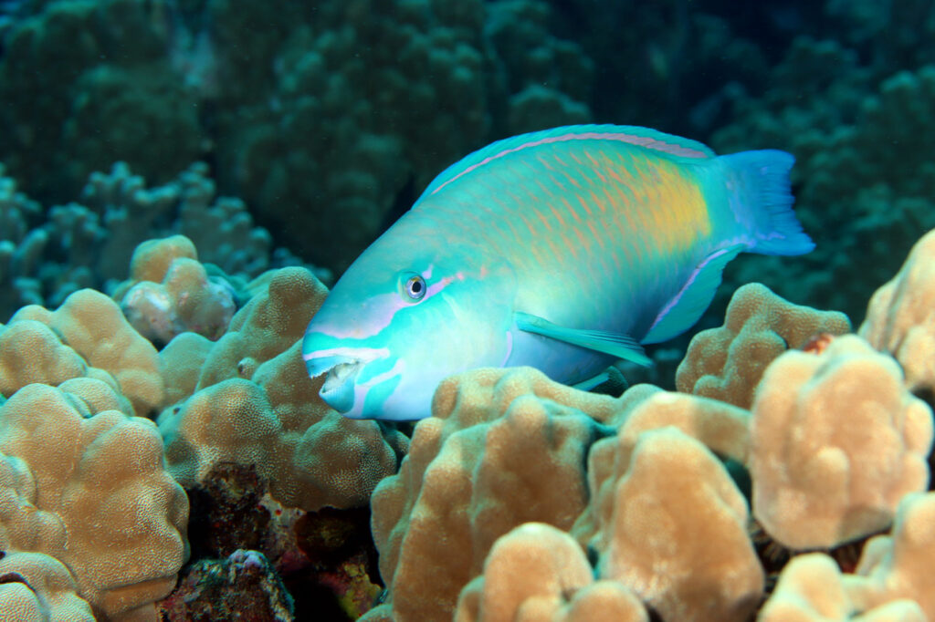 Guardians of the Reef: The Importance of Herbivore Fish in Coral Reef  Health - Coral Reef Alliance