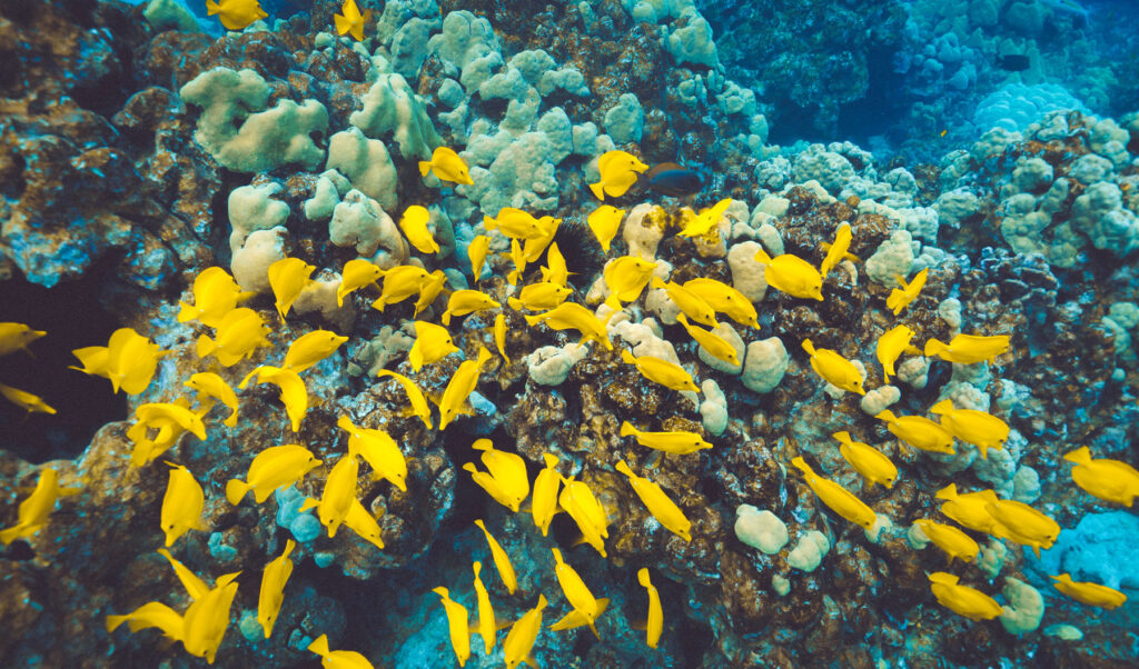 Guardians of the Reef: The Importance of Herbivore Fish in Coral Reef ...