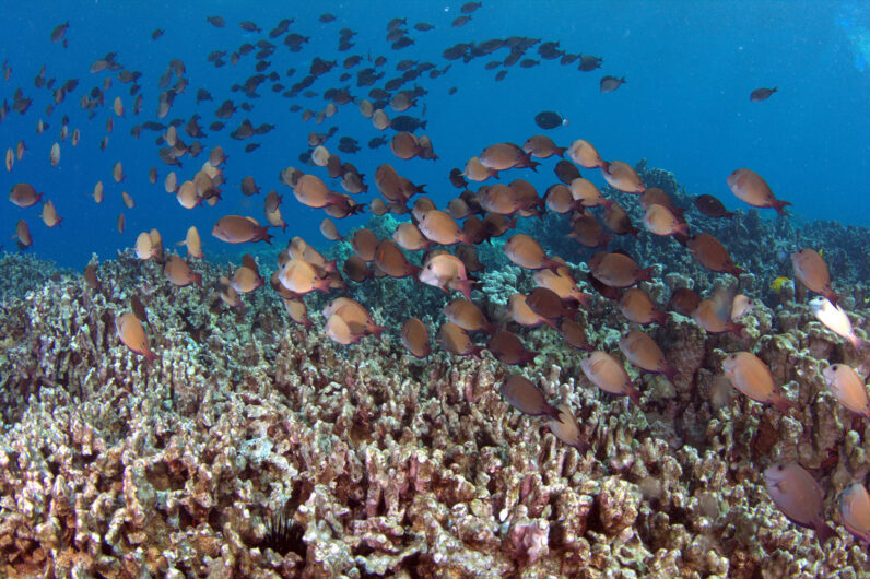 Swimming Towards Sustainability With Fish Pono and Reef Conservation ...