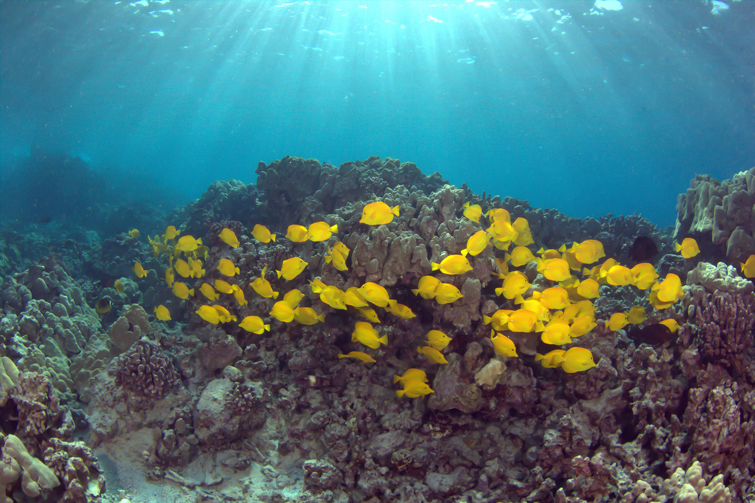 Swimming Towards Sustainability With Fish Pono and Reef Conservation ...