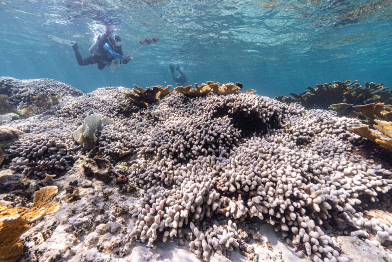 Fourth Global Coral Bleaching Event Underscores Urgency of Action ...